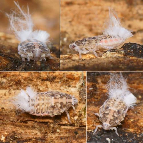 Réf. 255 362 : Cixidia marginicollis